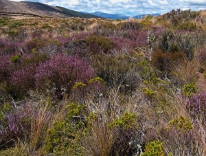 Desert Blooms